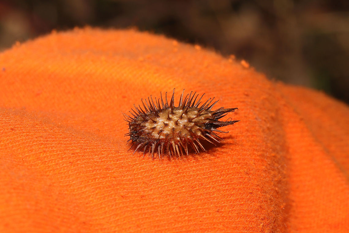 Rough Cocklebur (Xanthium strumarium) Achene Growing at a disturbed forest edge. <br />
<br />
This &quot;bur&quot;, with its hooked projections, was adapted for seed dispersal in mammalian fur. They easily cling to human clothing as well (as evidenced above)!<br />
<br />
Note: Our dog Snorri has a bad habit of getting into these plants, and it is a tedious process to dig them out of his long fur! Fall,Geotagged,Rough Cocklebur,United States,Xanthium strumarium