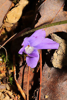 Common Blue Violet (Viola sororia) At a dense mixed forest edge. Common Blue Violet,Fall,Geotagged,United States,Viola sororia