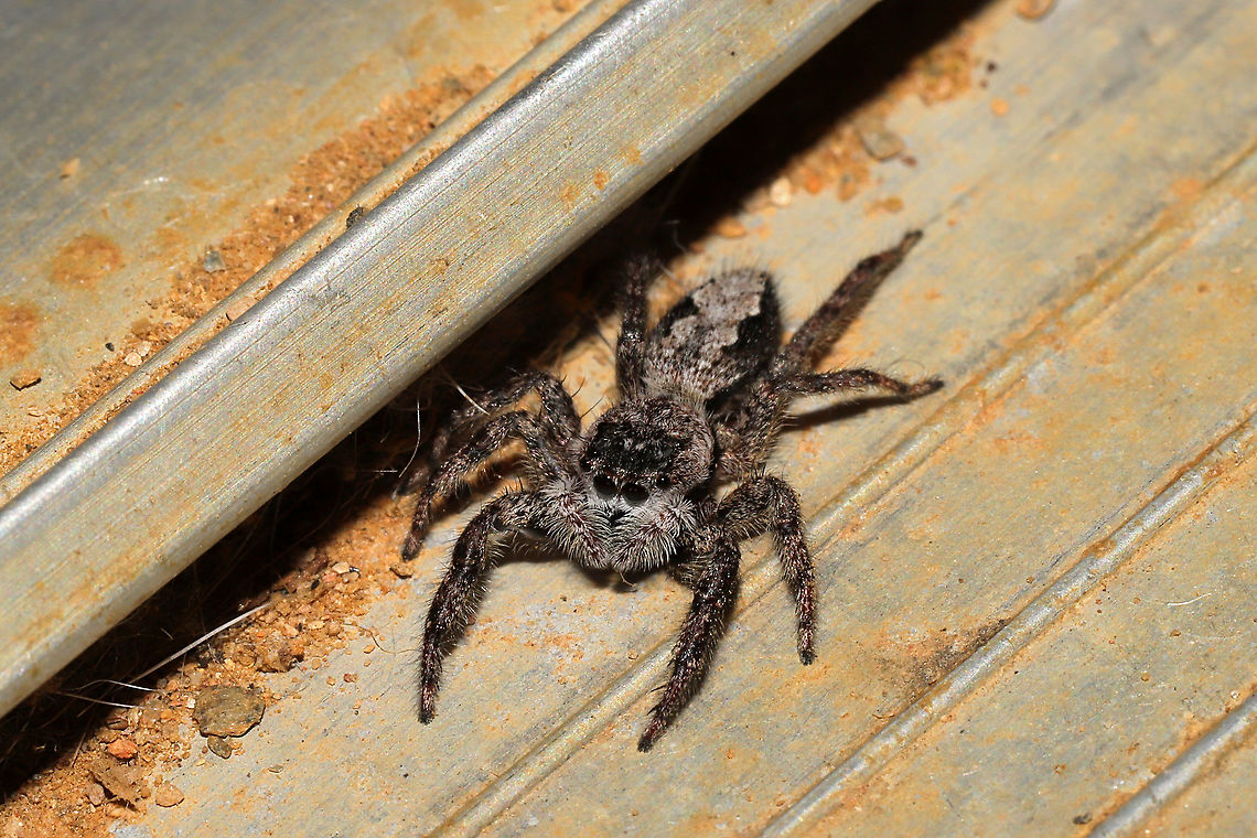 Tan Jumping Spider (Platycryptus undatus) Yet another resident jumper. This time, hanging out in our doorway. At a disturbed mixed forest edge.<br />
 Fall,Geotagged,Platycryptus undatus,Tan Jumping Spider,United States