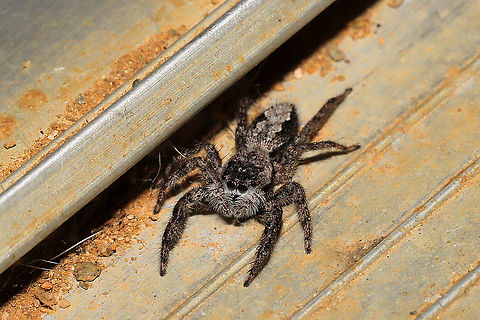 Tan Jumping Spider (Platycryptus undatus) Yet another resident jumper. This time, hanging out in our doorway. At a disturbed mixed forest edge.
 Fall,Geotagged,Platycryptus undatus,Tan Jumping Spider,United States