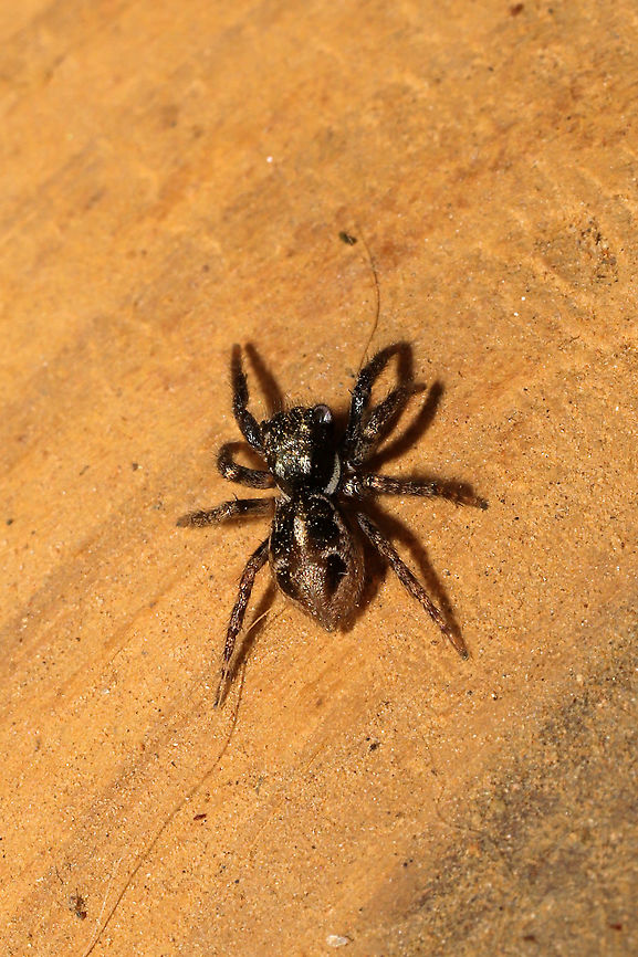 Twin-flagged Jumping Spider (Anasaitis canosa) On my front porch at a disturbed mixed forest edge.<br />
 Anasaitis canosa,Fall,Geotagged,United States