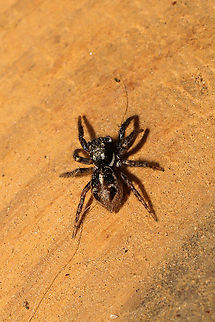 Twin-flagged Jumping Spider (Anasaitis canosa) On my front porch at a disturbed mixed forest edge.
 Anasaitis canosa,Fall,Geotagged,United States