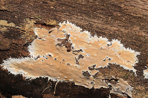 Ramaricium polyporoideum Found on a rotting hardwood log (under mostly oaks, maples, tulip poplars). In a dense mixed forested valley. Gordon County, GA, US. November 2020. 
https://www.jungledragon.com/image/104591/phanerochaete_or_rhizochaete_sp.html Fall,Geotagged,Ramaricium polyporoideum,United States