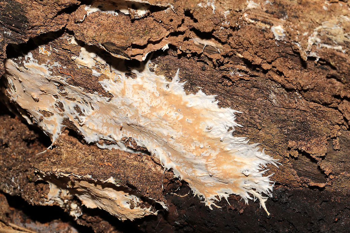 Ramaricium polyporoideum Found on a rotting hardwood log (under mostly oaks, maples, tulip poplars). In a dense mixed forested valley. Gordon County, GA, US. November 2020. <br />
<figure class="photo"><a href="https://www.jungledragon.com/image/104590/ramaricium_polyporoideum.html" title="Ramaricium polyporoideum"><img src="https://s3.amazonaws.com/media.jungledragon.com/images/3231/104590_thumb.jpg?AWSAccessKeyId=05GMT0V3GWVNE7GGM1R2&Expires=1767225610&Signature=DyxDpWxxaW2%2BClV67qWeagMyYRc%3D" width="200" height="134" alt="Ramaricium polyporoideum Found on a rotting hardwood log (under mostly oaks, maples, tulip poplars). In a dense mixed forested valley. Gordon County, GA, US. November 2020. <br />
https://www.jungledragon.com/image/104591/phanerochaete_or_rhizochaete_sp.html Fall,Geotagged,Ramaricium polyporoideum,United States" /></a></figure> Fall,Geotagged,Ramaricium polyporoideum,United States