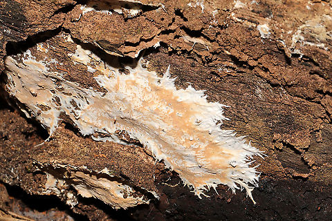 Ramaricium polyporoideum Found on a rotting hardwood log (under mostly oaks, maples, tulip poplars). In a dense mixed forested valley. Gordon County, GA, US. November 2020. 
https://www.jungledragon.com/image/104590/phanerochaete_or_rhizochaete_sp.html Fall,Geotagged,Ramaricium polyporoideum,United States