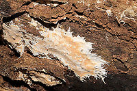 Ramaricium polyporoideum Found on a rotting hardwood log (under mostly oaks, maples, tulip poplars). In a dense mixed forested valley. Gordon County, GA, US. November 2020. <br />
https://www.jungledragon.com/image/104590/phanerochaete_or_rhizochaete_sp.html Fall,Geotagged,Ramaricium polyporoideum,United States