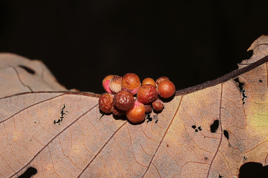 Clustered Midrib Gall Wasp (Andricus dimorphus) On a chestnut oak leaf midrib vein.<br />
<br />
1st Record for Georgia for this species!<br />
 Andricus dimorphus,Clustered Midrib Gall Wasp,Fall,Geotagged,United States