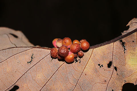 Clustered Midrib Gall Wasp (Andricus dimorphus) On a chestnut oak leaf midrib vein.

1st Record for Georgia for this species!
 Andricus dimorphus,Clustered Midrib Gall Wasp,Fall,Geotagged,United States