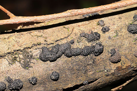 Annulohypoxylon sp. On a fallen hardwood branch in a dense mixed forest. Near a seasonal stream.
https://www.jungledragon.com/image/104646/annulohypoxylon_sp.html Fall,Geotagged,United States