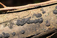Annulohypoxylon sp. On a fallen hardwood branch in a dense mixed forest. Near a seasonal stream.<br />
https://www.jungledragon.com/image/104646/annulohypoxylon_sp.html Fall,Geotagged,United States