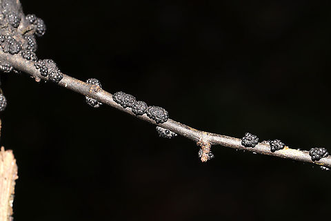 Annulohypoxylon sp. On a fallen hardwood branch in a dense mixed forest. Near a seasonal stream.
https://www.jungledragon.com/image/104645/annulohypoxylon_sp.html Fall,Geotagged,United States