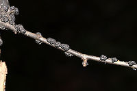 Annulohypoxylon sp. On a fallen hardwood branch in a dense mixed forest. Near a seasonal stream.<br />
https://www.jungledragon.com/image/104645/annulohypoxylon_sp.html Fall,Geotagged,United States