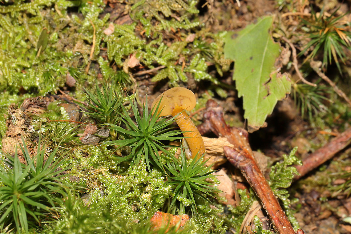 Jelly Baby (Leotia lubrica) Growing in moss on a wooded trail.<br />
 Fall,Geotagged,Jelly baby,Leotia lubrica,United States
