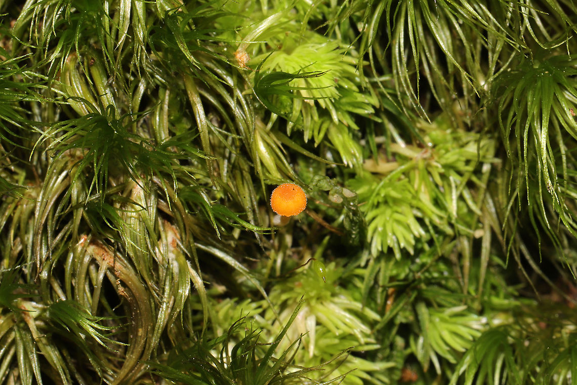 Orange Moss Agaric (Rickenella fibula) Growing in moss on a wooded trail.<br />
<figure class="photo"><a href="https://www.jungledragon.com/image/104655/orange_moss_agaric_rickenella_fibula.html" title="Orange Moss Agaric (Rickenella fibula)"><img src="https://s3.amazonaws.com/media.jungledragon.com/images/3231/104655_thumb.jpg?AWSAccessKeyId=05GMT0V3GWVNE7GGM1R2&Expires=1767225610&Signature=co%2FRv1CC7yWPPH7a5GVWYHbaiOw%3D" width="200" height="200" alt="Orange Moss Agaric (Rickenella fibula) Growing in moss on a wooded trail.<br />
https://www.jungledragon.com/image/104654/orange_moss_agaric_rickenella_fibula.html Fall,Geotagged,Rickenella fibula,United States" /></a></figure> Fall,Geotagged,Rickenella fibula,United States