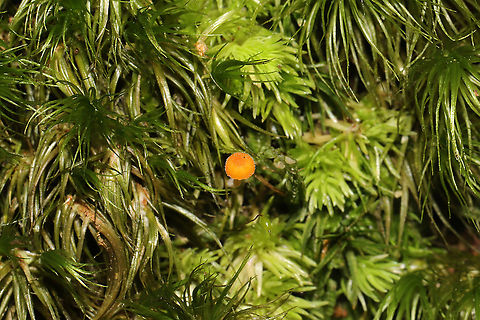 Orange Moss Agaric (Rickenella fibula) Growing in moss on a wooded trail.
https://www.jungledragon.com/image/104655/orange_moss_agaric_rickenella_fibula.html Fall,Geotagged,Rickenella fibula,United States