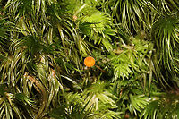 Orange Moss Agaric (Rickenella fibula) Growing in moss on a wooded trail.<br />
https://www.jungledragon.com/image/104655/orange_moss_agaric_rickenella_fibula.html Fall,Geotagged,Rickenella fibula,United States