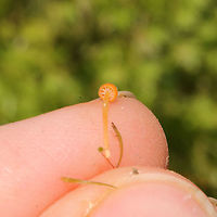 Orange Moss Agaric (Rickenella fibula) Growing in moss on a wooded trail.<br />
https://www.jungledragon.com/image/104654/orange_moss_agaric_rickenella_fibula.html Fall,Geotagged,Rickenella fibula,United States