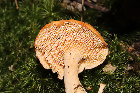 Hedgehog Mushroom (Hydum sp.) Growing in moss on a forested trail. The handful that I found in the area ended up being made into tacos the same afternoon! Fall,Geotagged,United States