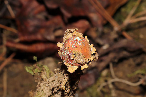 Collared Calostoma (Calostoma lutescens) Growing on a forested lakeside trail/ridge.
https://www.jungledragon.com/image/104871/collared_calostoma_calostoma_lutescens.html Calostoma lutescens,Fall,Geotagged,United States