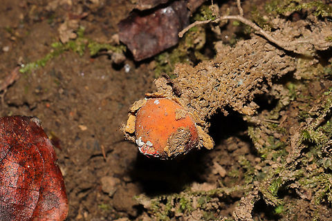 Collared Calostoma (Calostoma lutescens) Growing on a forested lakeside trail/ridge.
https://www.jungledragon.com/image/104870/collared_calostoma_calostoma_lutescens.html Calostoma lutescens,Fall,Geotagged,United States