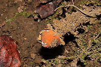 Collared Calostoma (Calostoma lutescens) Growing on a forested lakeside trail/ridge.<br />
https://www.jungledragon.com/image/104870/collared_calostoma_calostoma_lutescens.html Calostoma lutescens,Fall,Geotagged,United States