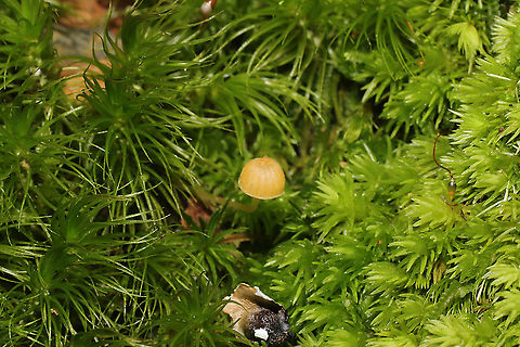 Orange Moss Agaric (Rickenella fibula) Growing in moss on a forested trail.
 Fall,Geotagged,Orange Moss Agaric,Rickenella fibula,United States