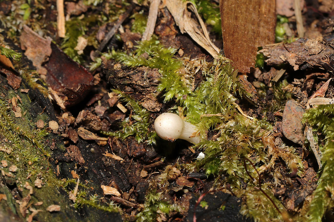 Unknown Mushrooms Small white mushrooms growing in moss (near tree roots) on a woodland trail. Near mostly oak and hickory trees. Note the intact veil on this specimen.<br />
<figure class="photo"><a href="https://www.jungledragon.com/image/104923/unknown_mushrooms.html" title="Unknown Mushrooms"><img src="https://s3.amazonaws.com/media.jungledragon.com/images/3231/104923_thumb.jpg?AWSAccessKeyId=05GMT0V3GWVNE7GGM1R2&Expires=1765411210&Signature=suhDrCfCClmFvWsdF%2FcehbEhIMQ%3D" width="200" height="134" alt="Unknown Mushrooms Small white mushrooms growing in moss (near tree roots) on a woodland trail. Near mostly oak and hickory trees.<br />
https://www.jungledragon.com/image/104923/unknown_mushrooms.html Fall,Geotagged,United States" /></a></figure> Fall,Geotagged,United States