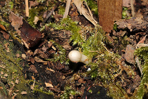 Unknown Mushrooms Small white mushrooms growing in moss (near tree roots) on a woodland trail. Near mostly oak and hickory trees. Note the intact veil on this specimen.
https://www.jungledragon.com/image/104923/unknown_mushrooms.html Fall,Geotagged,United States