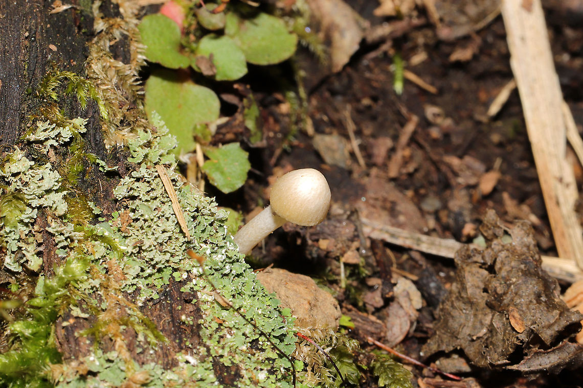 Unknown Mushrooms Small white mushrooms growing in moss (near tree roots) on a woodland trail. Near mostly oak and hickory trees.<br />
<figure class="photo"><a href="https://www.jungledragon.com/image/104923/unknown_mushrooms.html" title="Unknown Mushrooms"><img src="https://s3.amazonaws.com/media.jungledragon.com/images/3231/104923_thumb.jpg?AWSAccessKeyId=05GMT0V3GWVNE7GGM1R2&Expires=1765411210&Signature=suhDrCfCClmFvWsdF%2FcehbEhIMQ%3D" width="200" height="134" alt="Unknown Mushrooms Small white mushrooms growing in moss (near tree roots) on a woodland trail. Near mostly oak and hickory trees.<br />
https://www.jungledragon.com/image/104923/unknown_mushrooms.html Fall,Geotagged,United States" /></a></figure> Fall,Geotagged,United States