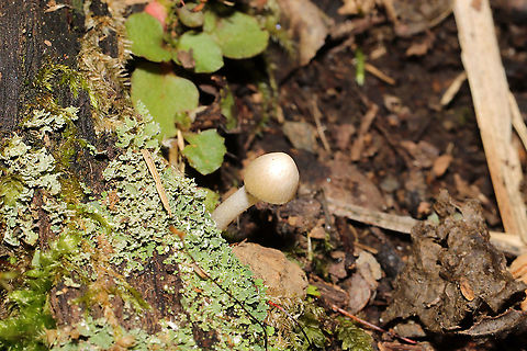 Unknown Mushrooms Small white mushrooms growing in moss (near tree roots) on a woodland trail. Near mostly oak and hickory trees.
https://www.jungledragon.com/image/104923/unknown_mushrooms.html Fall,Geotagged,United States