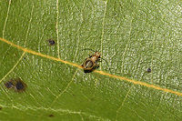 Valenzuela subflavus nymph On an oak leaf at a dense mixed forest edge.<br />
https://www.jungledragon.com/image/104926/valenzuela_subflavus_nymph.html Fall,Geotagged,Polypsocus corruptus,United States,Valenzuela subflavus