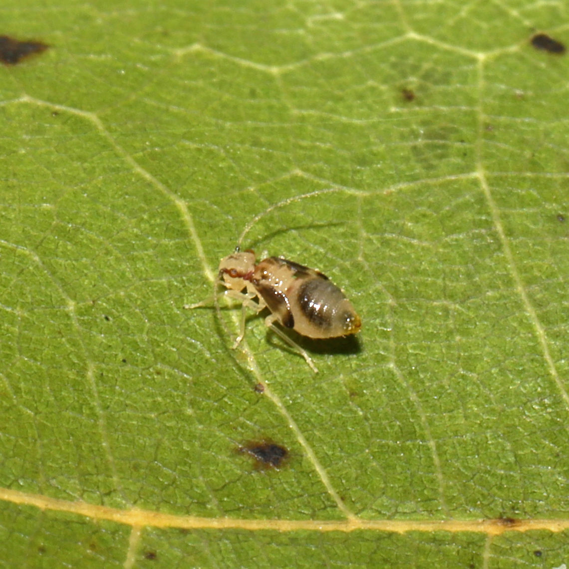 Valenzuela subflavus nymph On an oak leaf at a dense mixed forest edge. <br />
<figure class="photo"><a href="https://www.jungledragon.com/image/104925/valenzuela_subflavus_nymph.html" title="Valenzuela subflavus nymph"><img src="https://s3.amazonaws.com/media.jungledragon.com/images/3231/104925_thumb.jpg?AWSAccessKeyId=05GMT0V3GWVNE7GGM1R2&Expires=1759968010&Signature=ph9JS0FeGVZo9VCegrlFlQJqbVc%3D" width="200" height="134" alt="Valenzuela subflavus nymph On an oak leaf at a dense mixed forest edge.<br />
https://www.jungledragon.com/image/104926/valenzuela_subflavus_nymph.html Fall,Geotagged,Polypsocus corruptus,United States,Valenzuela subflavus" /></a></figure> Fall,Geotagged,Polypsocus corruptus,United States,Valenzuela subflavus