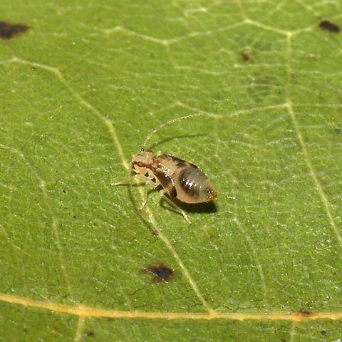 Valenzuela subflavus nymph On an oak leaf at a dense mixed forest edge. 
https://www.jungledragon.com/image/104925/valenzuela_subflavus_nymph.html Fall,Geotagged,Polypsocus corruptus,United States,Valenzuela subflavus