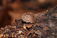 Fringed Slitmouth (Stenotrema barbigerum) Under a fallen hardwood branch in a moist valley/mixed forest understory.<br />
<br />
Small, brown, terrestrial snail with long, coppery hairs on its shell surface. Many scientists hypothesize that these hairs are an adaptation for movement through wet habitats. NatureServe lists Stenotrema barbigerum as G3/G4 (Globally Vulnerable). On a national level (in the US), S. barbigerum is listed as N3N4 (Vulnerable).<br />
https://www.jungledragon.com/image/104942/fringed_slitmouth_stenotrema_barbigerum.html<br />
https://www.jungledragon.com/image/104943/fringed_slitmouth_stenotrema_barbigerum.html<br />
 Fall,Fringed Slitmouth,Geotagged,Stenotrema barbigerum,United States