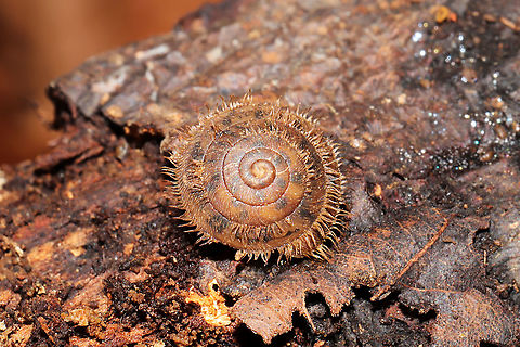 Fringed Slitmouth (Stenotrema barbigerum) Under a fallen hardwood branch in a moist valley/mixed forest understory. 

Small, brown, terrestrial snail with long, coppery hairs on its shell surface. Many scientists hypothesize that these hairs are an adaptation for movement through wet habitats. NatureServe lists Stenotrema barbigerum as G3/G4 (Globally Vulnerable). On a national level (in the US), S. barbigerum is listed as N3N4 (Vulnerable). 
https://www.jungledragon.com/image/104940/fringed_slitmouth_stenotrema_barbigerum.html
https://www.jungledragon.com/image/104943/fringed_slitmouth_stenotrema_barbigerum.html Fall,Fringed Slitmouth,Geotagged,Stenotrema barbigerum,United States