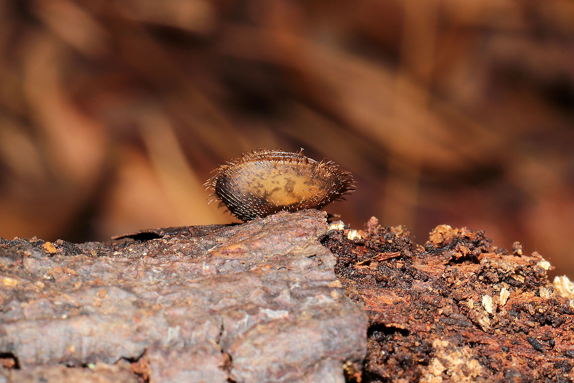 Fringed Slitmouth (Stenotrema barbigerum) Under a fallen hardwood branch in a moist valley/mixed forest understory.<br />
<br />
Small, brown, terrestrial snail with long, coppery hairs on its shell surface. Many scientists hypothesize that these hairs are an adaptation for movement through wet habitats. NatureServe lists Stenotrema barbigerum as G3/G4 (Globally Vulnerable). On a national level (in the US), S. barbigerum is listed as N3N4 (Vulnerable). <br />
<figure class="photo"><a href="https://www.jungledragon.com/image/104942/fringed_slitmouth_stenotrema_barbigerum.html" title="Fringed Slitmouth (Stenotrema barbigerum)"><img src="https://s3.amazonaws.com/media.jungledragon.com/images/3231/104942_thumb.jpg?AWSAccessKeyId=05GMT0V3GWVNE7GGM1R2&Expires=1759968010&Signature=817mFPaNmhPnhxNhJ%2FsYTG3T5MI%3D" width="200" height="134" alt="Fringed Slitmouth (Stenotrema barbigerum) Under a fallen hardwood branch in a moist valley/mixed forest understory. <br />
<br />
Small, brown, terrestrial snail with long, coppery hairs on its shell surface. Many scientists hypothesize that these hairs are an adaptation for movement through wet habitats. NatureServe lists Stenotrema barbigerum as G3/G4 (Globally Vulnerable). On a national level (in the US), S. barbigerum is listed as N3N4 (Vulnerable). <br />
https://www.jungledragon.com/image/104940/fringed_slitmouth_stenotrema_barbigerum.html<br />
https://www.jungledragon.com/image/104943/fringed_slitmouth_stenotrema_barbigerum.html Fall,Fringed Slitmouth,Geotagged,Stenotrema barbigerum,United States" /></a></figure><br />
<figure class="photo"><a href="https://www.jungledragon.com/image/104940/fringed_slitmouth_stenotrema_barbigerum.html" title="Fringed Slitmouth (Stenotrema barbigerum)"><img src="https://s3.amazonaws.com/media.jungledragon.com/images/3231/104940_thumb.jpg?AWSAccessKeyId=05GMT0V3GWVNE7GGM1R2&Expires=1759968010&Signature=qPKd2P0jDlxi43%2FQXezklGFac%2BU%3D" width="200" height="134" alt="Fringed Slitmouth (Stenotrema barbigerum) Under a fallen hardwood branch in a moist valley/mixed forest understory.<br />
<br />
Small, brown, terrestrial snail with long, coppery hairs on its shell surface. Many scientists hypothesize that these hairs are an adaptation for movement through wet habitats. NatureServe lists Stenotrema barbigerum as G3/G4 (Globally Vulnerable). On a national level (in the US), S. barbigerum is listed as N3N4 (Vulnerable).<br />
https://www.jungledragon.com/image/104942/fringed_slitmouth_stenotrema_barbigerum.html<br />
https://www.jungledragon.com/image/104943/fringed_slitmouth_stenotrema_barbigerum.html<br />
Fall,Fringed Slitmouth,Geotagged,Stenotrema barbigerum,United States" /></a></figure> Fall,Fringed Slitmouth,Geotagged,Stenotrema barbigerum,United States