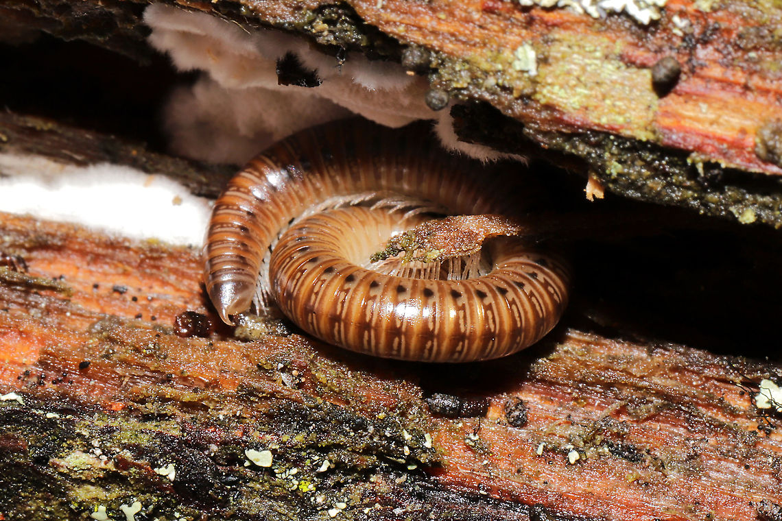 Uroblaniulus sp. On the underside of a hardwood log. Fall,Geotagged,United States,Uroblaniulus,millipede,millipedes,myriapod,myriapoda