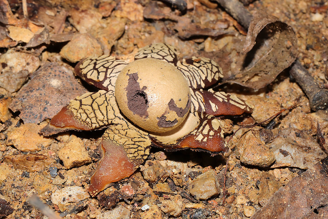 Hygroscopic Earthstar (Astraeus hygrometricus) At a disturbed dense mixed forest edge (under a piece of plywood).<br />
<figure class="photo"><a href="https://www.jungledragon.com/image/104966/hygroscopic_earthstar_astraeus_hygrometricus.html" title="Hygroscopic Earthstar (Astraeus hygrometricus)"><img src="https://s3.amazonaws.com/media.jungledragon.com/images/3231/104966_thumb.jpg?AWSAccessKeyId=05GMT0V3GWVNE7GGM1R2&Expires=1767225610&Signature=vosnzVEl2%2B5YQYYLH02x6znxWIU%3D" width="200" height="134" alt="Hygroscopic Earthstar (Astraeus hygrometricus) At a disturbed dense mixed forest edge (under a piece of plywood).<br />
https://www.jungledragon.com/image/104965/hygroscopic_earthstar_astraeus_hygrometricus.html Astraeus hygrometricus,Fall,Geotagged,Hygroscopic earthstar,United States" /></a></figure> Astraeus hygrometricus,Fall,Geotagged,Hygroscopic earthstar,United States