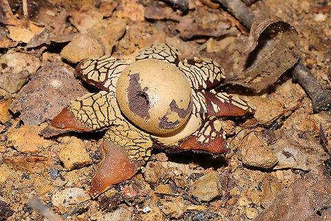 Hygroscopic Earthstar (Astraeus hygrometricus) At a disturbed dense mixed forest edge (under a piece of plywood).
https://www.jungledragon.com/image/104966/hygroscopic_earthstar_astraeus_hygrometricus.html Astraeus hygrometricus,Fall,Geotagged,Hygroscopic earthstar,United States