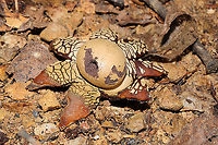 Hygroscopic Earthstar (Astraeus hygrometricus) At a disturbed dense mixed forest edge (under a piece of plywood).<br />
https://www.jungledragon.com/image/104966/hygroscopic_earthstar_astraeus_hygrometricus.html Astraeus hygrometricus,Fall,Geotagged,Hygroscopic earthstar,United States