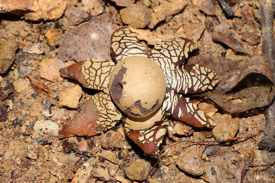 Hygroscopic Earthstar (Astraeus hygrometricus) At a disturbed dense mixed forest edge (under a piece of plywood).<br />
<figure class="photo"><a href="https://www.jungledragon.com/image/104965/hygroscopic_earthstar_astraeus_hygrometricus.html" title="Hygroscopic Earthstar (Astraeus hygrometricus)"><img src="https://s3.amazonaws.com/media.jungledragon.com/images/3231/104965_thumb.jpg?AWSAccessKeyId=05GMT0V3GWVNE7GGM1R2&Expires=1759968010&Signature=0cdgl9zGsS7bOTsCiHZaPy9Pp5I%3D" width="200" height="134" alt="Hygroscopic Earthstar (Astraeus hygrometricus) At a disturbed dense mixed forest edge (under a piece of plywood).<br />
https://www.jungledragon.com/image/104966/hygroscopic_earthstar_astraeus_hygrometricus.html Astraeus hygrometricus,Fall,Geotagged,Hygroscopic earthstar,United States" /></a></figure> Astraeus hygrometricus,Fall,Geotagged,Hygroscopic earthstar,United States