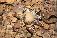 Hygroscopic Earthstar (Astraeus hygrometricus) At a disturbed dense mixed forest edge (under a piece of plywood).<br />
https://www.jungledragon.com/image/104965/hygroscopic_earthstar_astraeus_hygrometricus.html Astraeus hygrometricus,Fall,Geotagged,Hygroscopic earthstar,United States