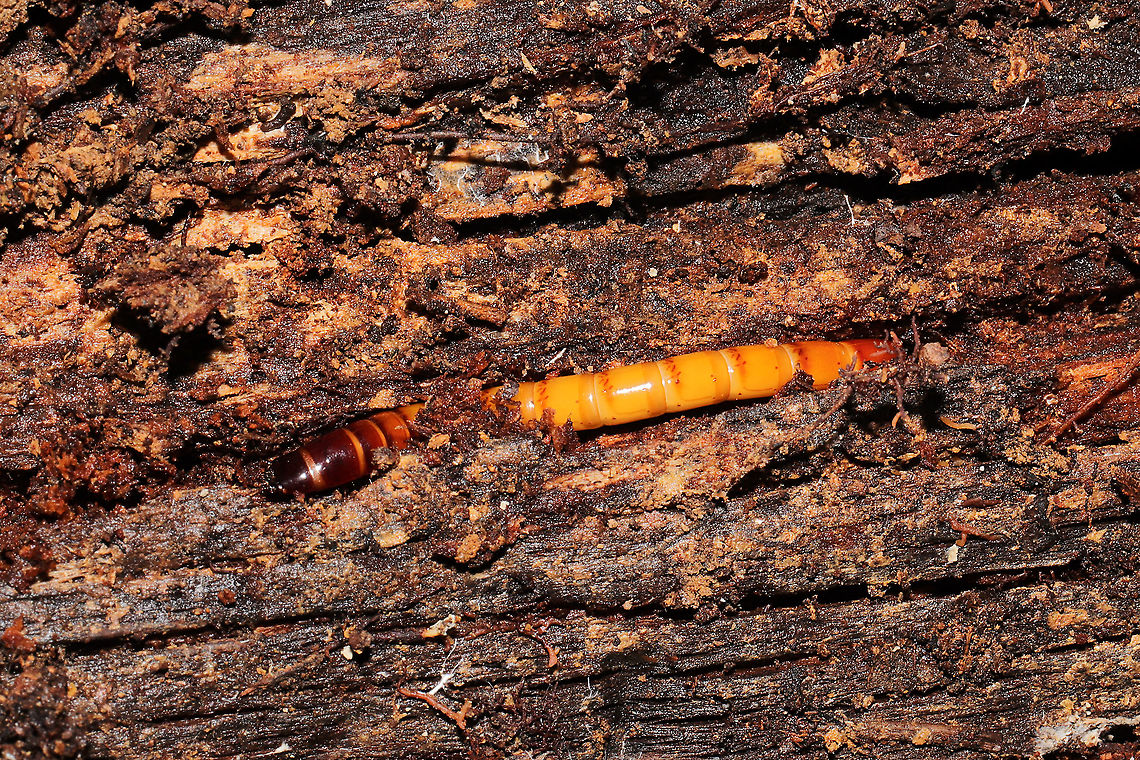 Orthostethus infuscatus larva In a rotting hardwood log at a dense mixed forest edge.<br />
<br />
<figure class="photo"><a href="https://www.jungledragon.com/image/104968/orthostethus_infuscatus_larva.html" title="Orthostethus infuscatus larva"><img src="https://s3.amazonaws.com/media.jungledragon.com/images/3231/104968_thumb.jpg?AWSAccessKeyId=05GMT0V3GWVNE7GGM1R2&Expires=1759968010&Signature=vpjZxmbVYetpFb77IhdviP3kAko%3D" width="200" height="134" alt="Orthostethus infuscatus larva In a rotting hardwood log at a dense mixed forest edge.<br />
https://www.jungledragon.com/image/104967/unknown_beetle_larva.html Fall,Geotagged,Orthostethus infuscatus,United States" /></a></figure> Fall,Geotagged,Orthostethus infuscatus,United States