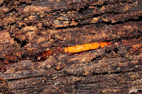 Orthostethus infuscatus larva In a rotting hardwood log at a dense mixed forest edge.

https://www.jungledragon.com/image/104968/unknown_beetle_larva.html Fall,Geotagged,Orthostethus infuscatus,United States