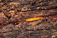 Orthostethus infuscatus larva In a rotting hardwood log at a dense mixed forest edge.<br />
<br />
https://www.jungledragon.com/image/104968/unknown_beetle_larva.html Fall,Geotagged,Orthostethus infuscatus,United States