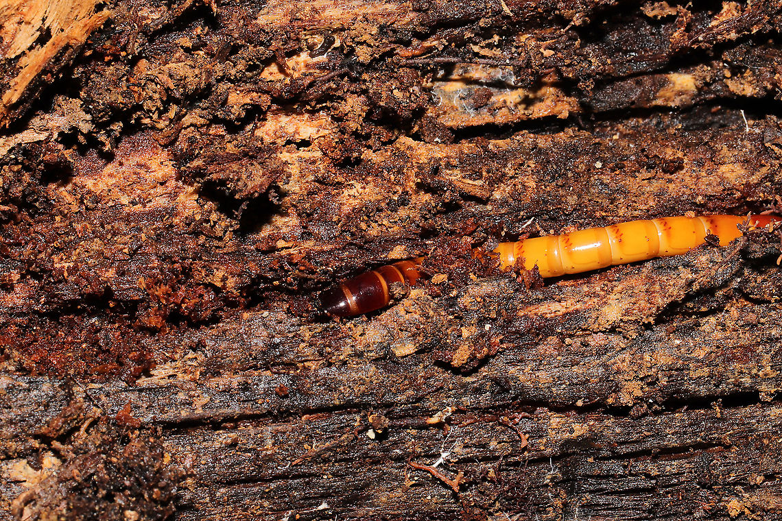 Orthostethus infuscatus larva In a rotting hardwood log at a dense mixed forest edge.<br />
<figure class="photo"><a href="https://www.jungledragon.com/image/104967/orthostethus_infuscatus_larva.html" title="Orthostethus infuscatus larva"><img src="https://s3.amazonaws.com/media.jungledragon.com/images/3231/104967_thumb.jpg?AWSAccessKeyId=05GMT0V3GWVNE7GGM1R2&Expires=1769040010&Signature=o6UZncj9986SNR4L7ehasntOQCk%3D" width="200" height="134" alt="Orthostethus infuscatus larva In a rotting hardwood log at a dense mixed forest edge.<br />
<br />
https://www.jungledragon.com/image/104968/unknown_beetle_larva.html Fall,Geotagged,Orthostethus infuscatus,United States" /></a></figure> Fall,Geotagged,Orthostethus infuscatus,United States
