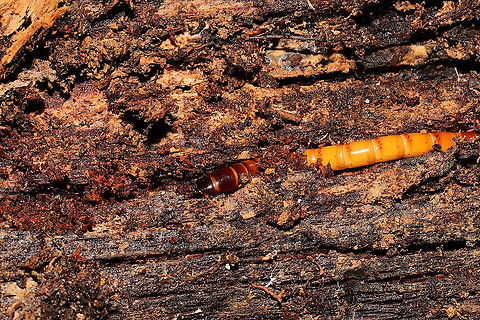 Orthostethus infuscatus larva In a rotting hardwood log at a dense mixed forest edge.
https://www.jungledragon.com/image/104967/unknown_beetle_larva.html Fall,Geotagged,Orthostethus infuscatus,United States