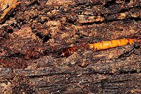 Orthostethus infuscatus larva In a rotting hardwood log at a dense mixed forest edge.<br />
https://www.jungledragon.com/image/104967/unknown_beetle_larva.html Fall,Geotagged,Orthostethus infuscatus,United States