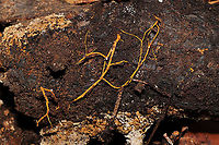 Spreading Yellow Tooth (Hydnophlebia chrysorhiza) rhizomorphs On highly rotted wood near pine, oak, and hickory trees. In a moist valley of a dense mixed forest.<br />
https://www.jungledragon.com/image/104976/spreading_yellow_tooth_hydnophlebia_chrysorhiza_rhizomorphs.html Fall,Geotagged,Phanerochaete chrysorhizon,United States