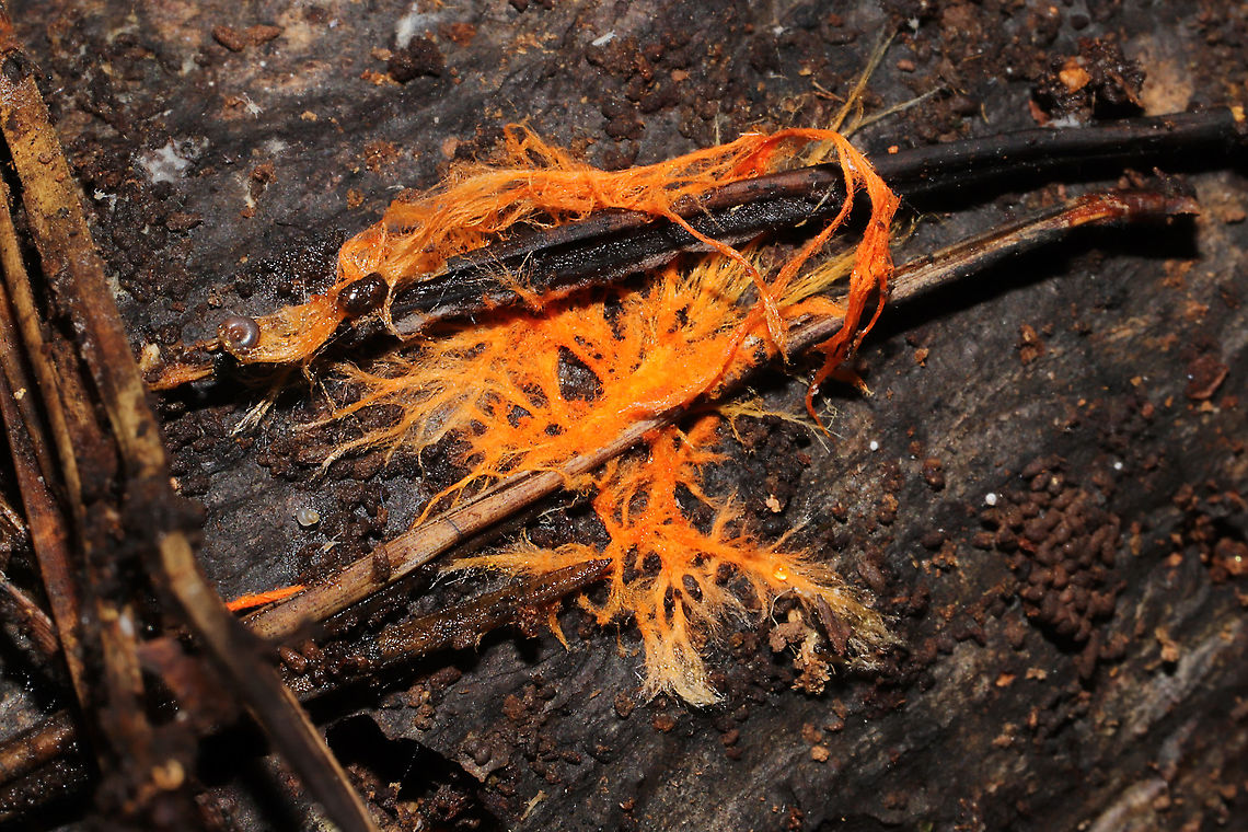 Spreading Yellow Tooth (Hydnophlebia chrysorhiza) rhizomorphs On highly rotted wood near pine, oak, and hickory trees. In a moist valley of a dense mixed forest.<br />
<figure class="photo"><a href="https://www.jungledragon.com/image/104975/spreading_yellow_tooth_hydnophlebia_chrysorhiza_rhizomorphs.html" title="Spreading Yellow Tooth (Hydnophlebia chrysorhiza) rhizomorphs"><img src="https://s3.amazonaws.com/media.jungledragon.com/images/3231/104975_thumb.jpg?AWSAccessKeyId=05GMT0V3GWVNE7GGM1R2&Expires=1767225610&Signature=gBpo88EHdGUOdpDWihrBuZMVq74%3D" width="200" height="134" alt="Spreading Yellow Tooth (Hydnophlebia chrysorhiza) rhizomorphs On highly rotted wood near pine, oak, and hickory trees. In a moist valley of a dense mixed forest.<br />
https://www.jungledragon.com/image/104976/spreading_yellow_tooth_hydnophlebia_chrysorhiza_rhizomorphs.html Fall,Geotagged,Phanerochaete chrysorhizon,United States" /></a></figure> Fall,Geotagged,Phanerochaete chrysorhizon,United States
